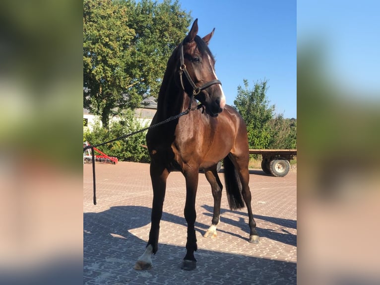 Holsteiner Wallach 7 Jahre 174 cm Dunkelbrauner in Neukirchen