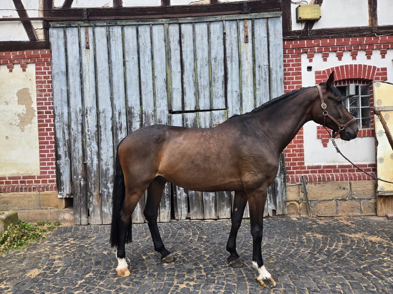 Holsteiner Wallach 7 Jahre 174 cm Dunkelbrauner in Neukirchen