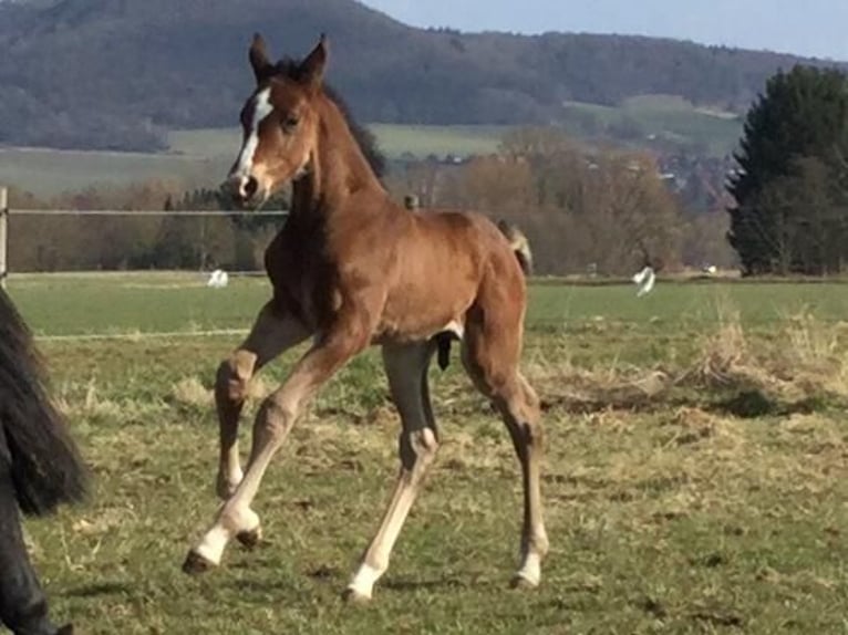 Holsteiner Wallach 7 Jahre 174 cm Dunkelbrauner in Neukirchen