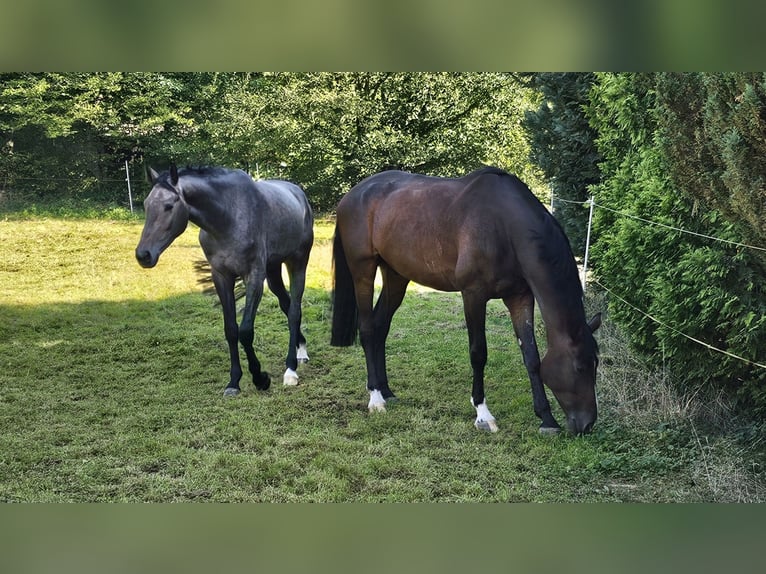 Holsteiner Wallach 7 Jahre 174 cm Dunkelbrauner in Neukirchen
