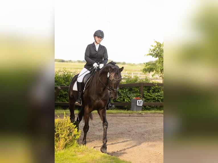 Holsteiner Wallach 7 Jahre 174 cm Rappe in Heide