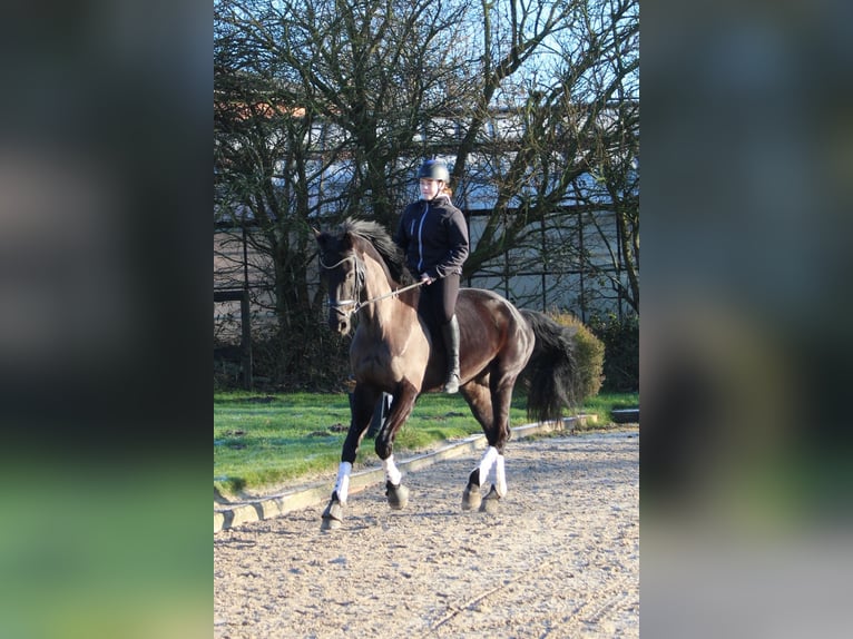 Holsteiner Wallach 7 Jahre 174 cm Rappe in Heide
