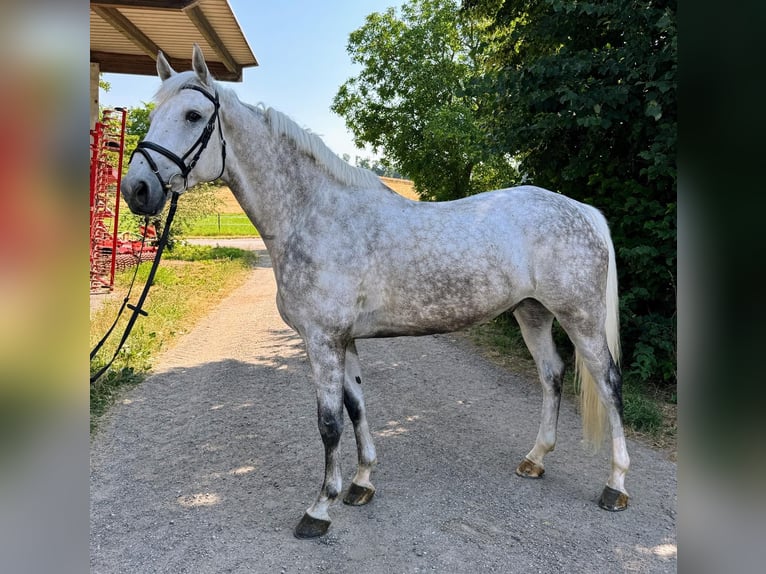 Holsteiner Wallach 7 Jahre 174 cm Schimmel in Walzbachtal