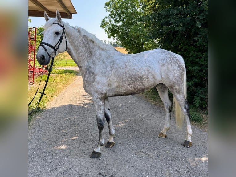 Holsteiner Wallach 7 Jahre 174 cm Schimmel in Walzbachtal