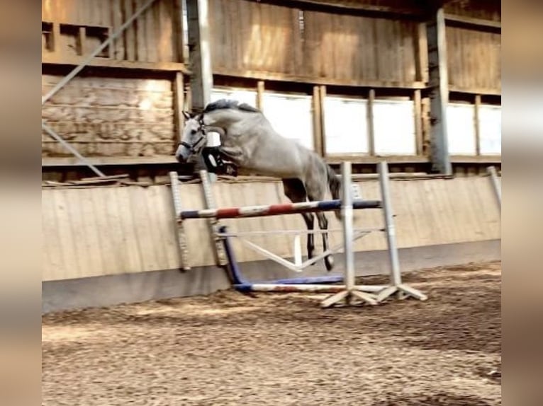 Holsteiner Wallach 7 Jahre 174 cm Schimmel in Seedorf