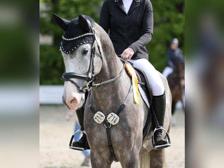 Holsteiner Wallach 7 Jahre 174 cm in Sch&#xF6;nhorst