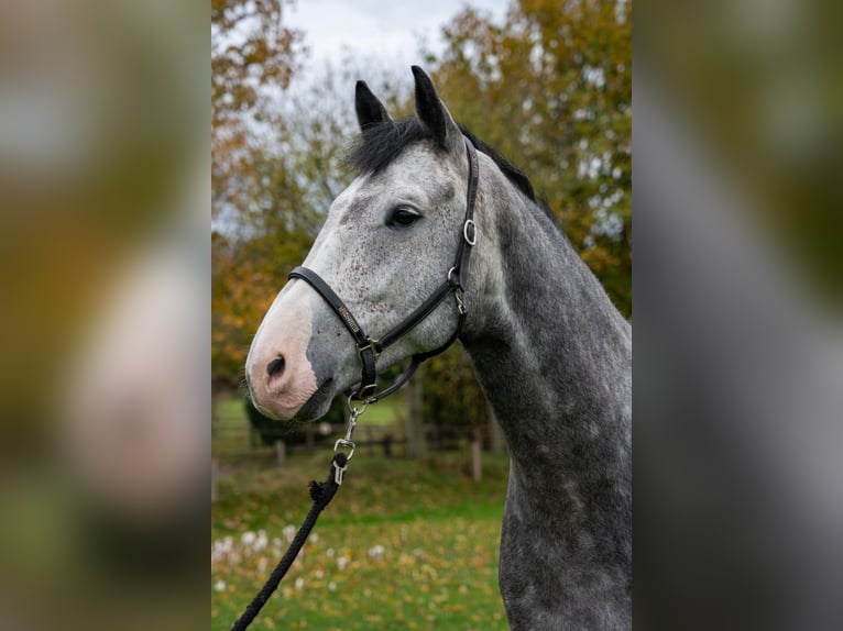 Holsteiner Wallach 7 Jahre 174 cm in Sch&#xF6;nhorst