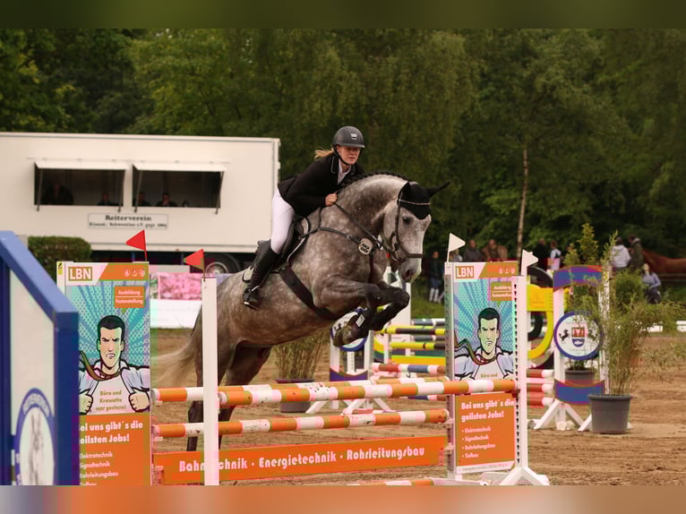 Holsteiner Wallach 7 Jahre 174 cm in Sch&#xF6;nhorst