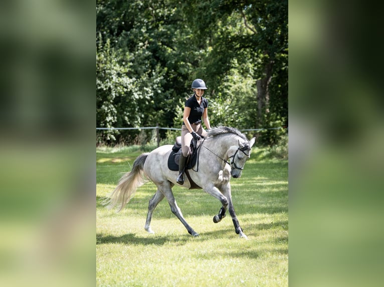 Holsteiner Wallach 7 Jahre 175 cm Apfelschimmel in Flensburg