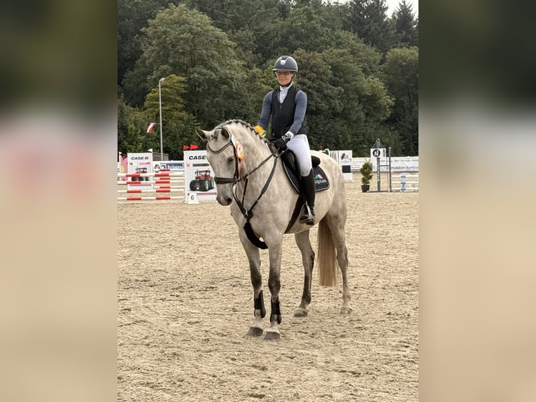 Holsteiner Wallach 7 Jahre 175 cm Apfelschimmel in Flensburg