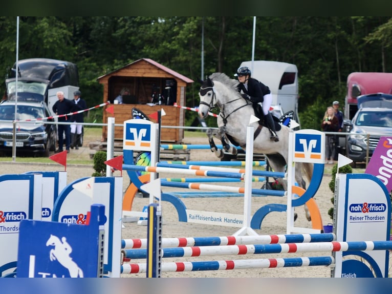 Holsteiner Wallach 7 Jahre 175 cm Apfelschimmel in Flensburg