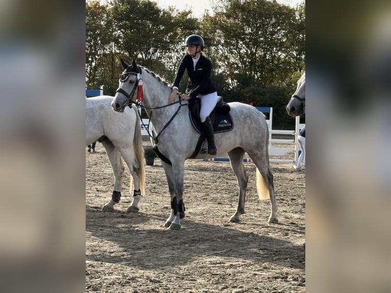 Holsteiner Wallach 7 Jahre 175 cm Apfelschimmel in Flensburg