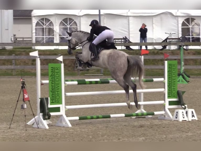 Holsteiner Wallach 7 Jahre 175 cm Apfelschimmel in Flensburg