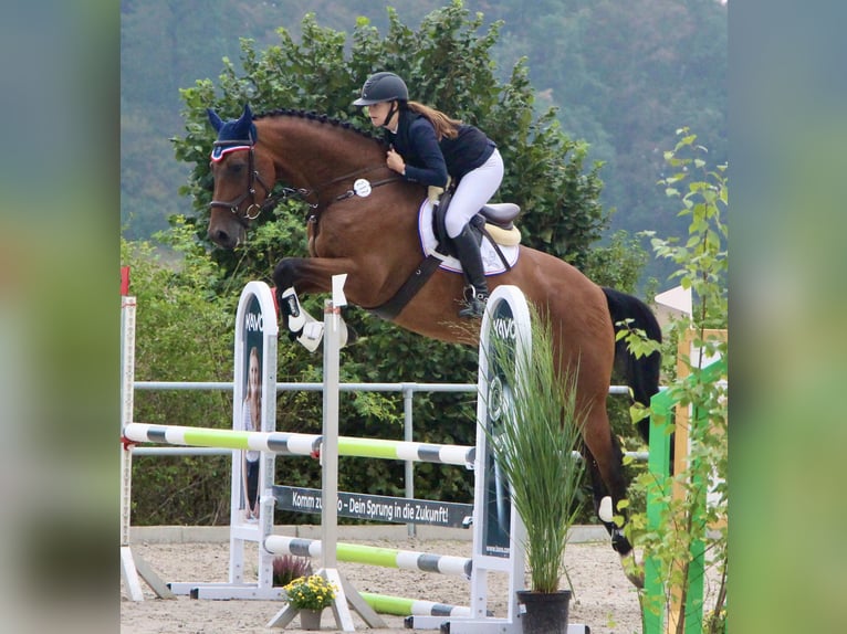 Holsteiner Wallach 7 Jahre 175 cm Brauner in BalingenBalingen