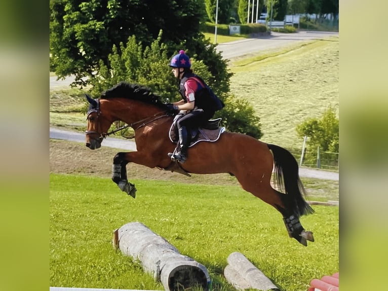 Holsteiner Wallach 7 Jahre 175 cm Brauner in BalingenBalingen
