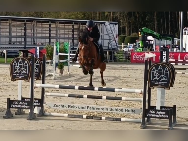 Holsteiner Wallach 7 Jahre 175 cm Brauner in Detmold