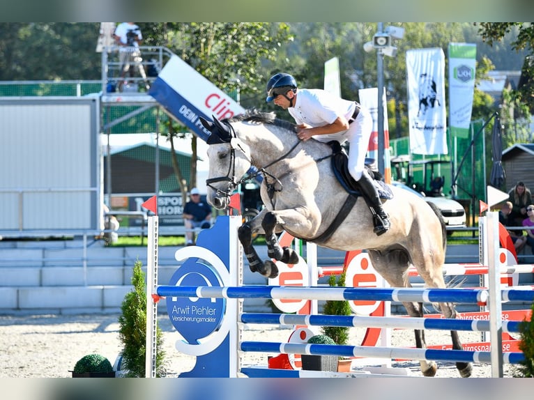 Holsteiner Wallach 7 Jahre 175 cm Schimmel in Eich