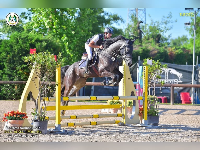 Holsteiner Wallach 7 Jahre 175 cm Schimmel in Sežana