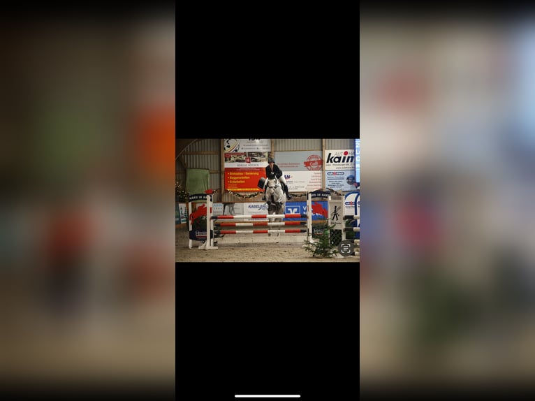 Holsteiner Wallach 7 Jahre 175 cm Schimmel in Viöl