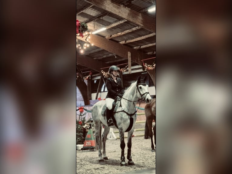 Holsteiner Wallach 7 Jahre 175 cm Schimmel in Viöl