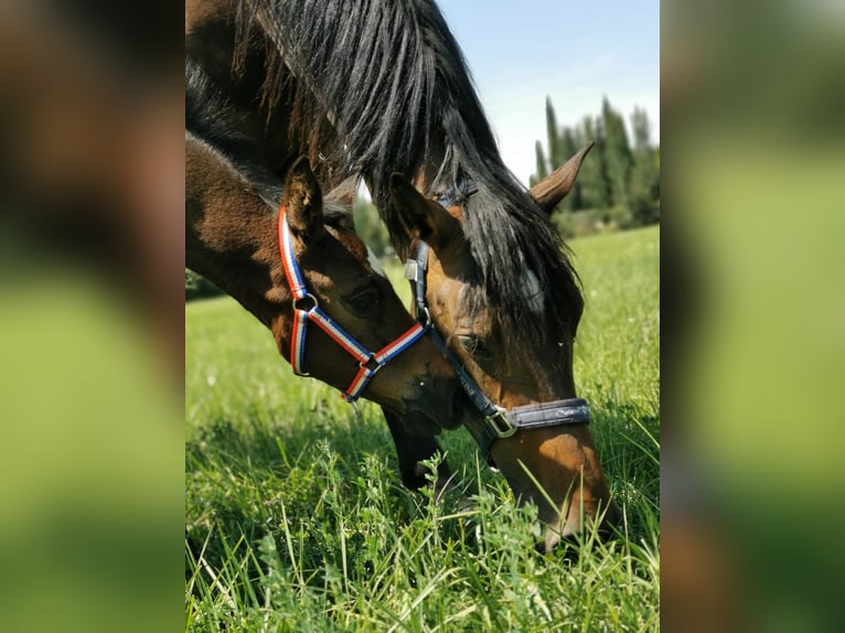 Holsteiner Wallach 7 Jahre 177 cm Dunkelbrauner in Garrapinillos (Zaragoza)