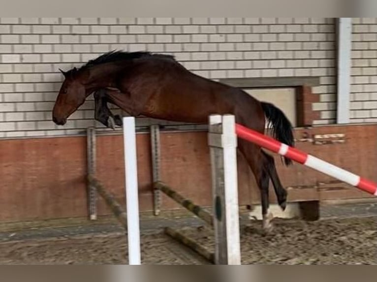 Holsteiner Wallach 7 Jahre 178 cm Brauner in Minden