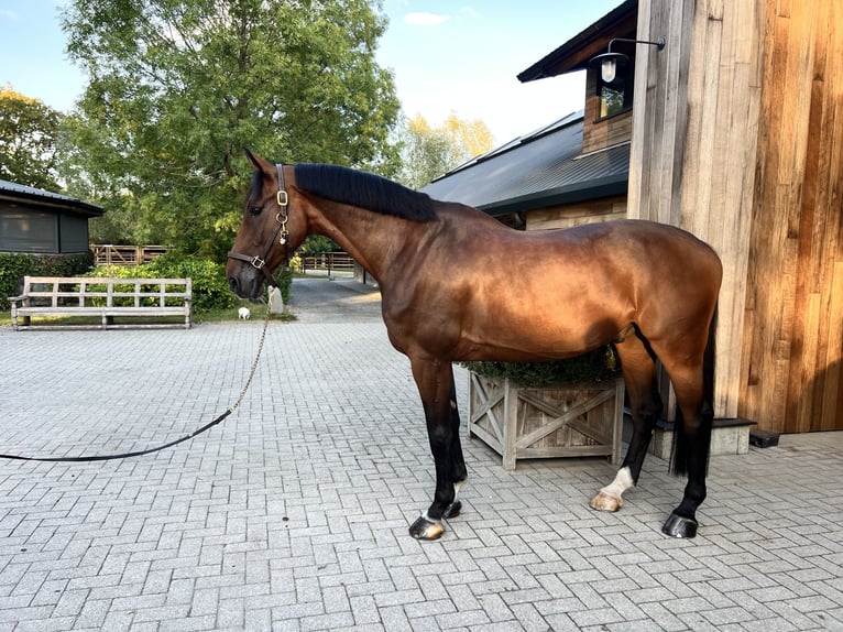 Holsteiner Wallach 7 Jahre 178 cm Brauner in Engis