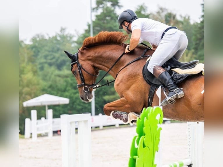 Holsteiner Wallach 7 Jahre 178 cm Fuchs in Danzig