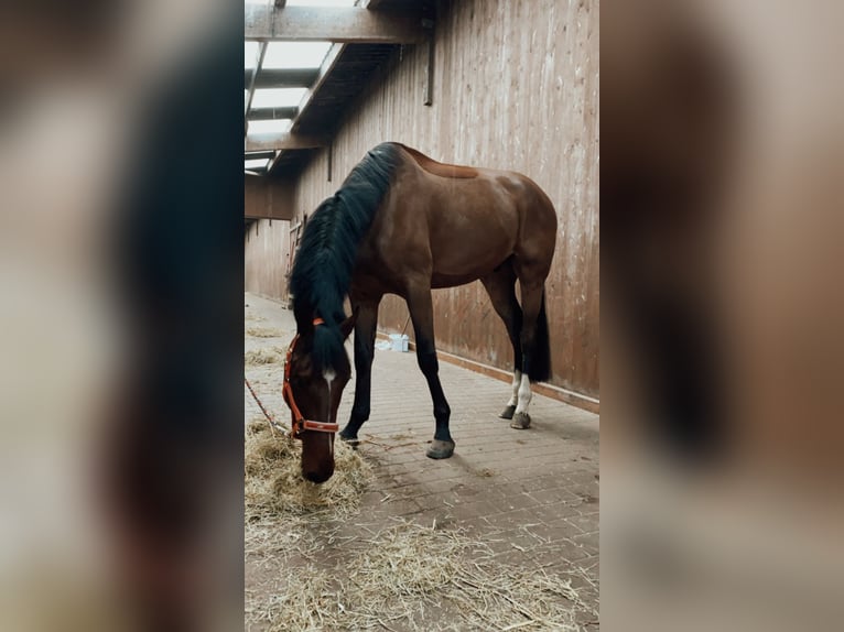 Holsteiner Wallach 7 Jahre 179 cm Brauner in Werne
