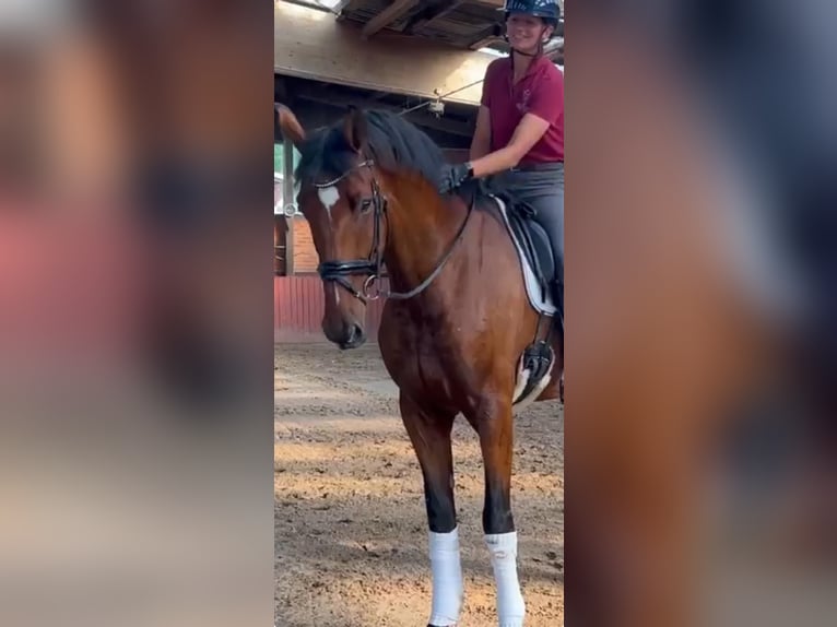 Holsteiner Wallach 7 Jahre 179 cm Brauner in Werne