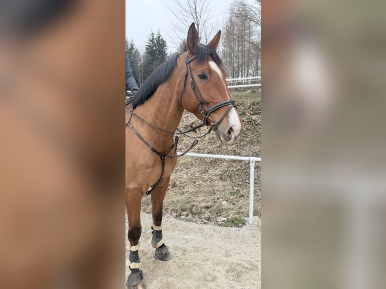 Holsteiner Wallach 7 Jahre 179 cm Brauner in Pelmberg