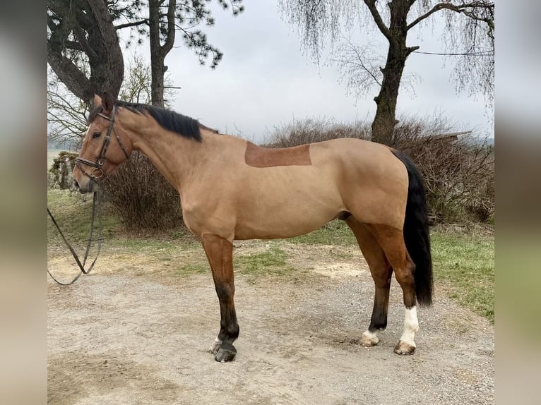 Holsteiner Wallach 7 Jahre 179 cm Brauner in Pelmberg