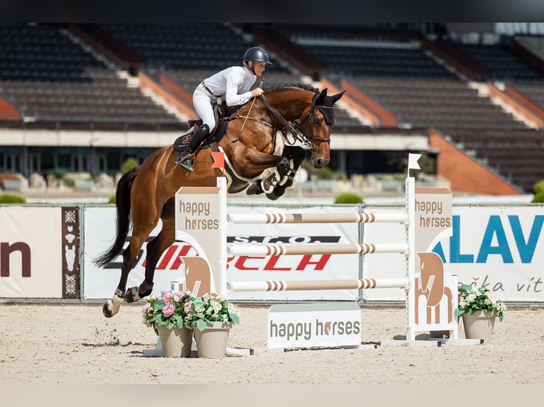 Holsteiner Wallach 7 Jahre 182 cm Brauner in Prague