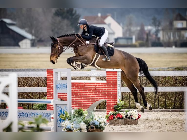 Holsteiner Wallach 7 Jahre 182 cm Brauner in Prague