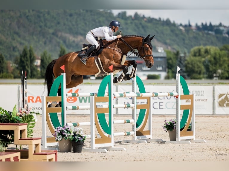 Holsteiner Wallach 7 Jahre 182 cm Brauner in Prague