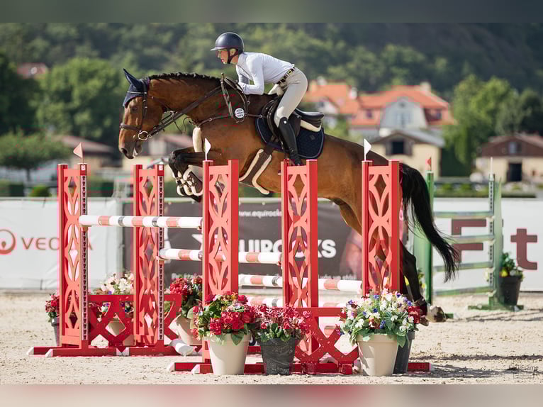 Holsteiner Wallach 7 Jahre 182 cm Brauner in Prague