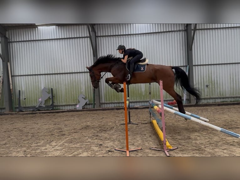 Holsteiner Wallach 7 Jahre 182 cm Rotbrauner in K&#x119;bliny