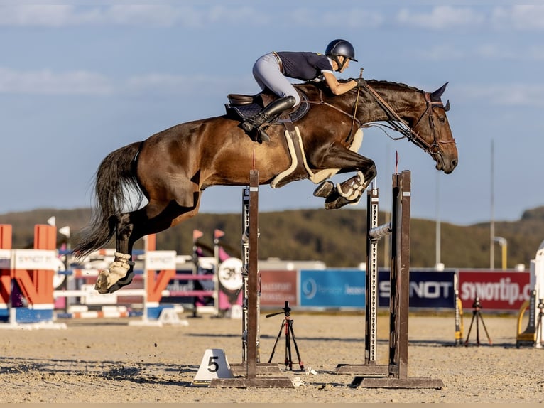 Holsteiner Wallach 7 Jahre 183 cm Brauner in Prague