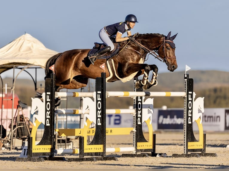 Holsteiner Wallach 7 Jahre 183 cm Brauner in Prague