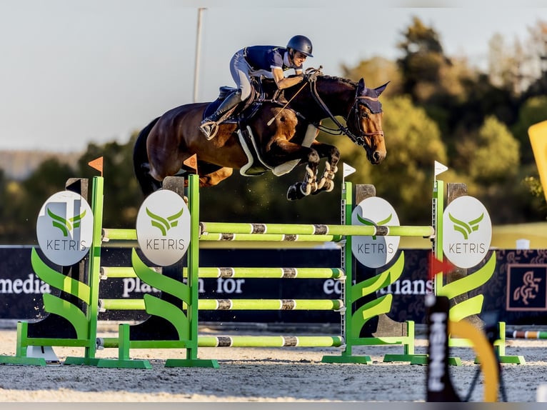 Holsteiner Wallach 7 Jahre 183 cm Brauner in Prague