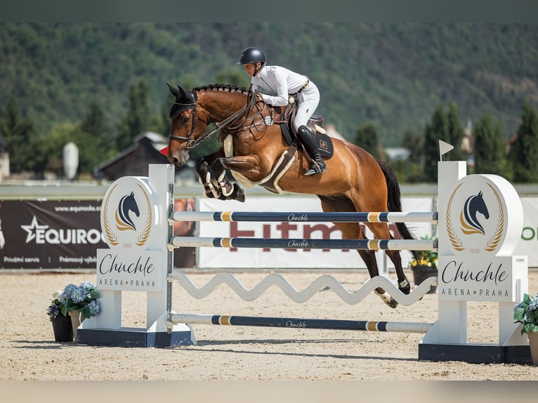 Holsteiner Wallach 7 Jahre 183 cm Brauner in Prague