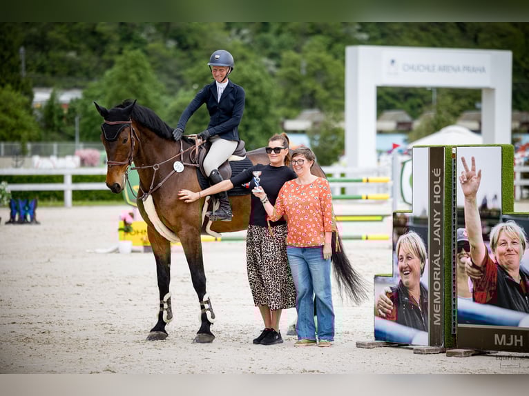 Holsteiner Wallach 7 Jahre 183 cm Brauner in Prague