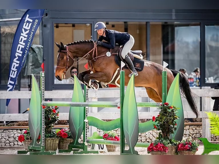 Holsteiner Wallach 7 Jahre 183 cm Brauner in Prague