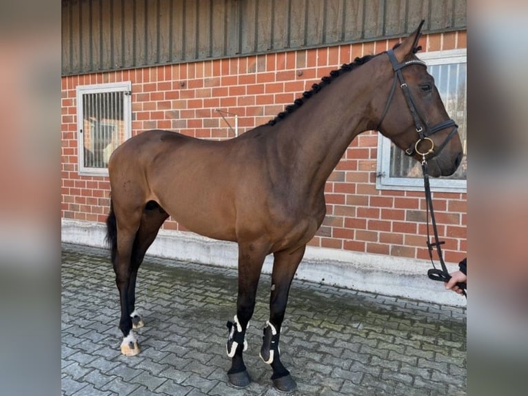 Holsteiner Wallach 7 Jahre Brauner in Bottrop