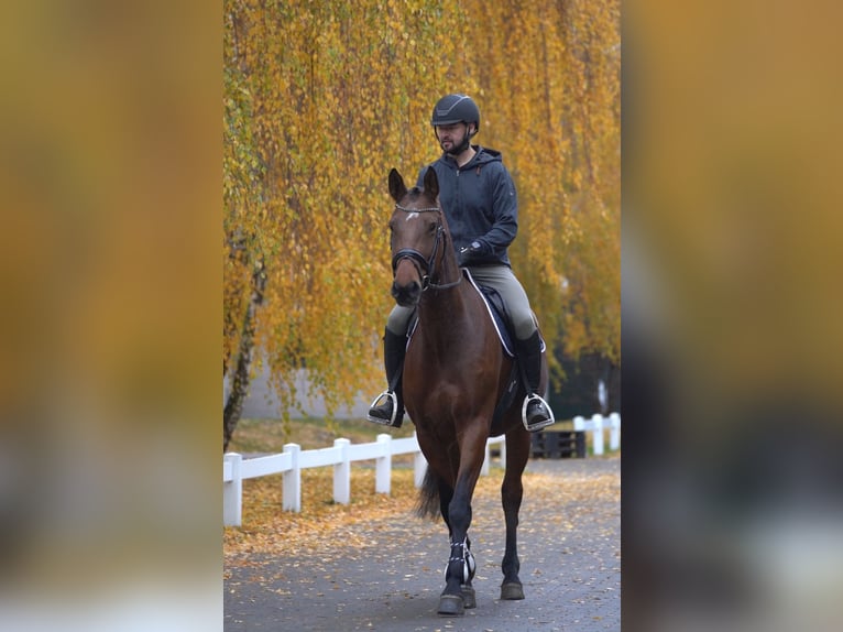 Holsteiner Wallach 7 Jahre in Ostbevern