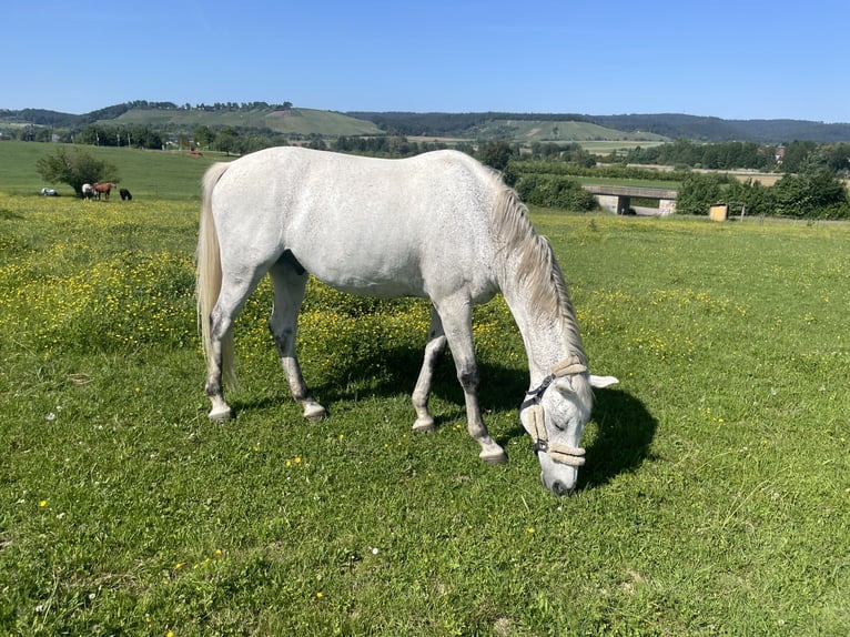 Holsteiner Wallach 8 Jahre 160 cm Schimmel in Backnang