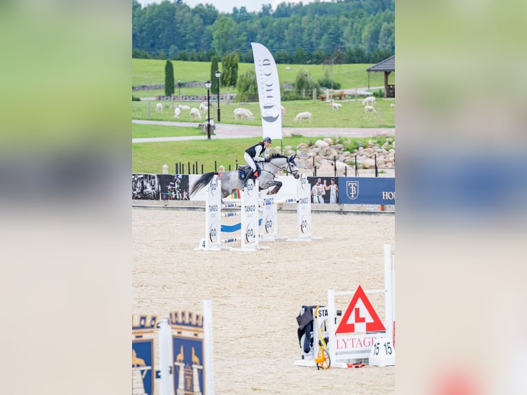 Holsteiner Wallach 8 Jahre 162 cm Schimmel in Balkasodis
