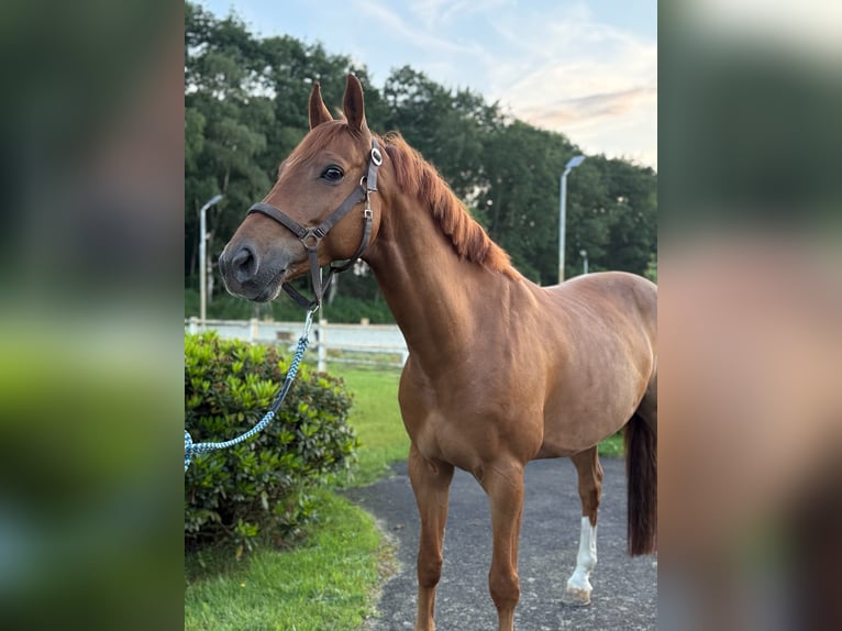 Holsteiner Wallach 8 Jahre 163 cm Dunkelfuchs in Thuine