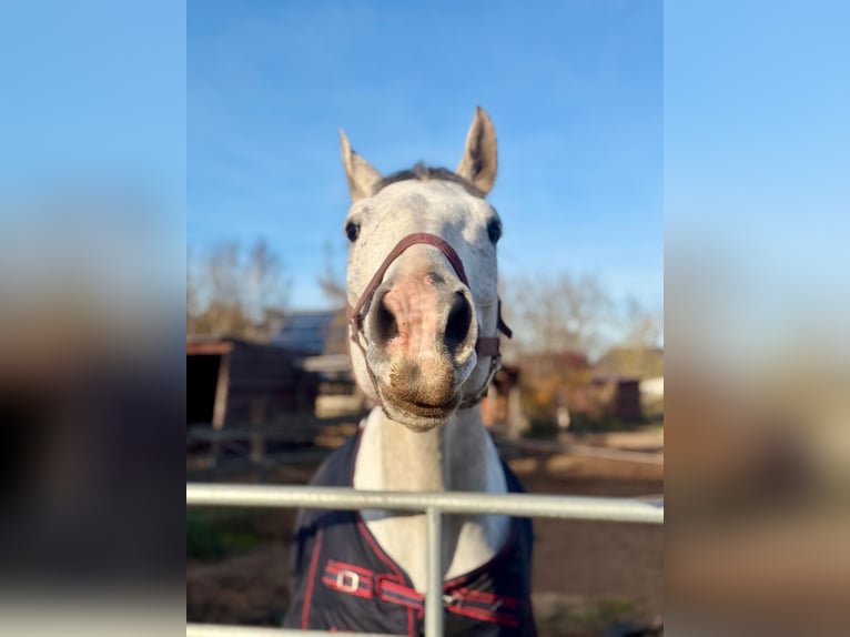 Holsteiner Wallach 8 Jahre 163 cm Fliegenschimmel in Schönwalde