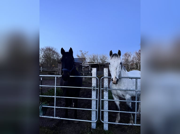 Holsteiner Wallach 8 Jahre 163 cm Fliegenschimmel in Schönwalde